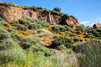 Gren Bushes Under Clear Sky