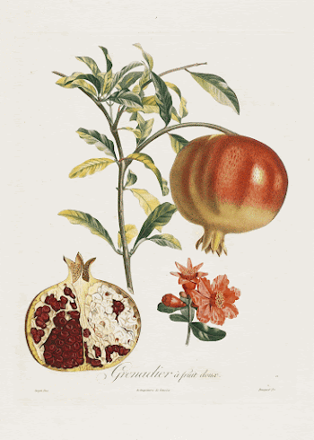 Grenadier a fruit doux, from Traite | Free Photo - rawpixel