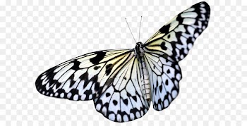 Greta oto Butterfly Light Reflection Wing - Large White PNG Transparent Butterfly Clipart 
