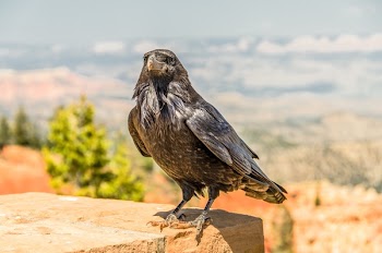 Grey and Black Crow during Daytime