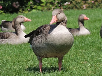 Grey and Black goose on Green Grass Field