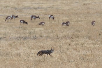 Grey and Brown Fox on Open Field Near Herd of Deer