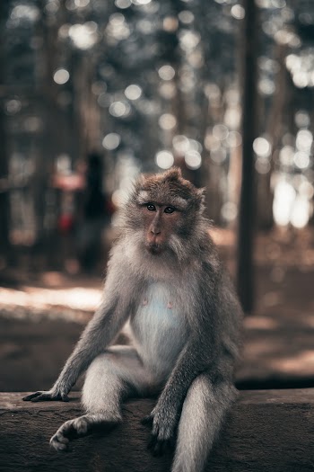Grey and Brown Monkey Sitting on Wooden Fence