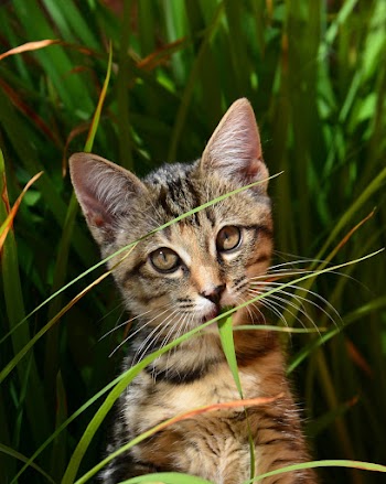 Grey and Brown Tabby Cat Surrounded by Green Leaf