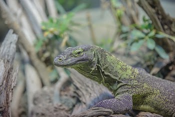 Grey and Green Iguana