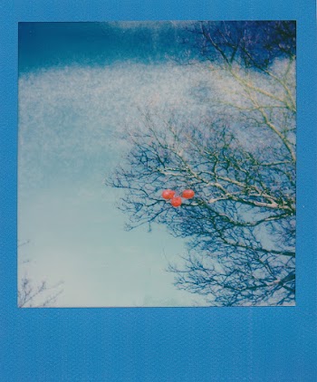 Grey and Orange Bare Tree Photo