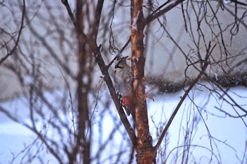 Grey and Orange Bird on a Branch Closeup Photography