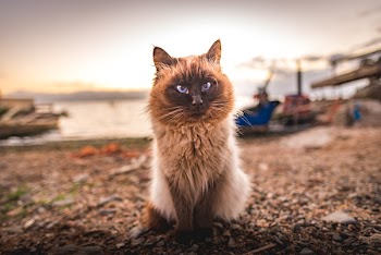 Grey And White Fur Cat 