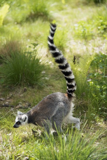 Grey And White Lemur