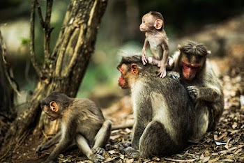 Grey and White Monkeys Sitting Near Tree