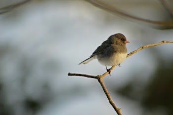 Grey and White Small Bird