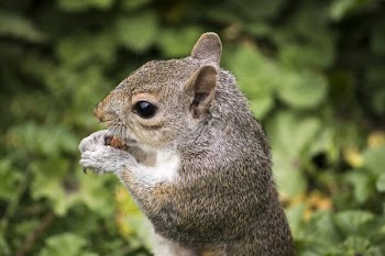 Grey and White Squirrel Surrounded by Green Plants