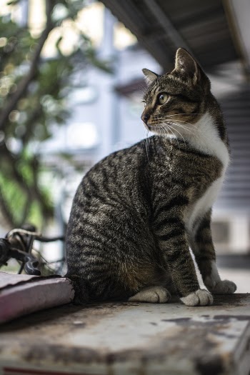 Grey and White Tabby Cat