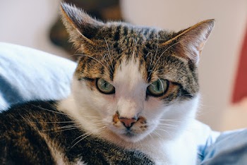 Grey and White Tabby Cat