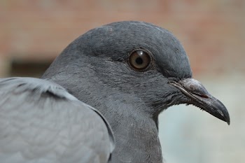 Grey Bird during Daytime