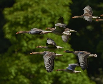 Grey Brown Bird Flying in a Flock