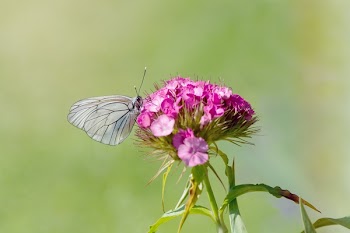 Grey Butterfly Perching on Purple Petal Flower