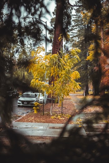 Grey Car Beside Tree