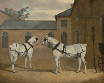Grey carriage horses in the coachyard | Free Photo - rawpixel