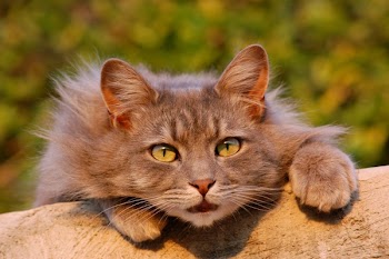Grey Cat