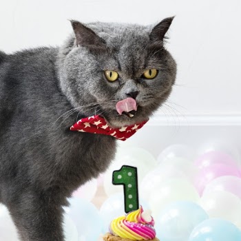 Grey Cat and Cake