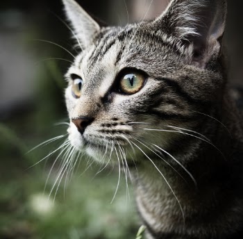 Grey Cat Close-up Photography