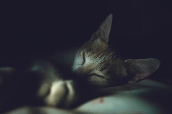 grey cat lying on bed