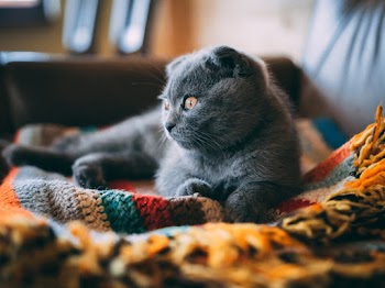 Grey Cat Lying on Blanket