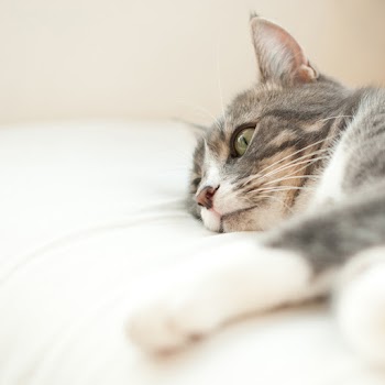 Grey Cat On Bed