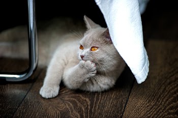 Grey Cat on Brown Textile Beside Stainless Steel Rod