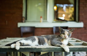 Grey Cat on Table
