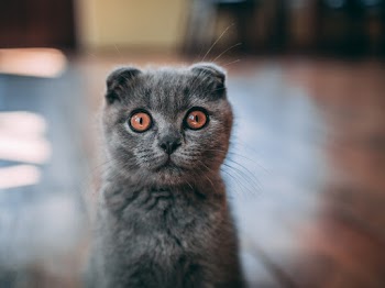 Grey Cat Sitting on Floor
