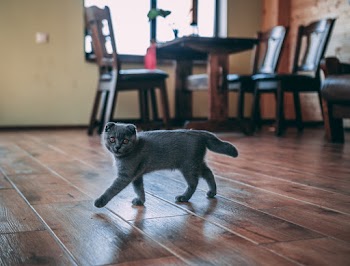 Grey Cat Walking on Wooden Floor