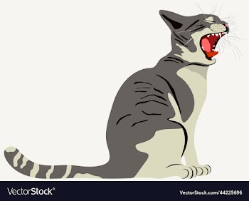 grey cat with opened mouth