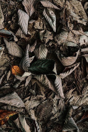 Grey Dried Leaves