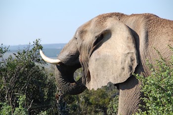 Grey Elephant by the Bushes at Mountain Top during Daytime