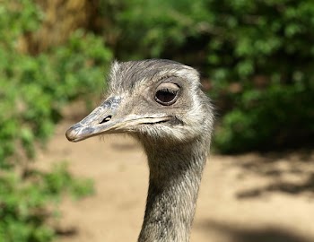 Grey Emu Beside Green Plants during Daytime