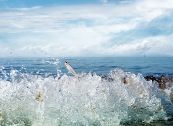 Grey Fish Jumping Out of Water