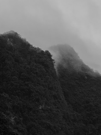Grey Fogs on Top of Mountain Covered With Trees