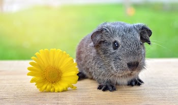 Grey Guinea Pig