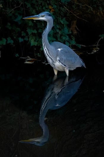 Grey Heron Reflection on Body of Water
