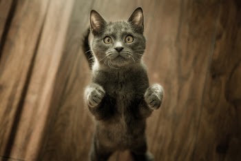 Grey Kitten On Floor