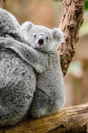Grey Koala