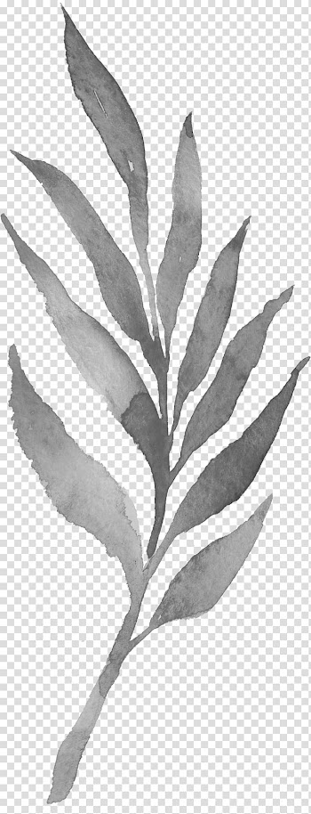Grey linear leaf plant illustration, Twig Plant stem Leaf White Black, Ink bamboo leaves transparent background PNG clipart