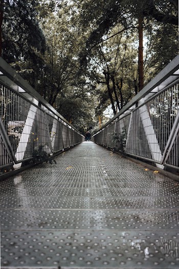 Grey Metal Bridge and Trees
