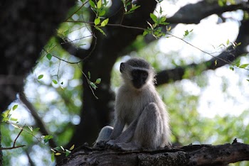 Grey Monkey on Tree