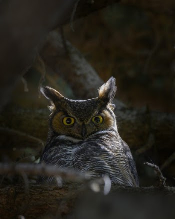 Grey Owl