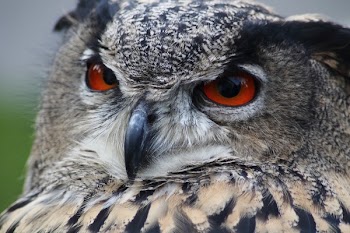 Grey Owl