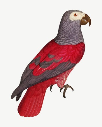 Grey parrot bird, vintage animal | Free PSD Illustration - rawpixel
