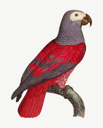 Grey parrot bird, vintage animal | Free PSD Illustration - rawpixel